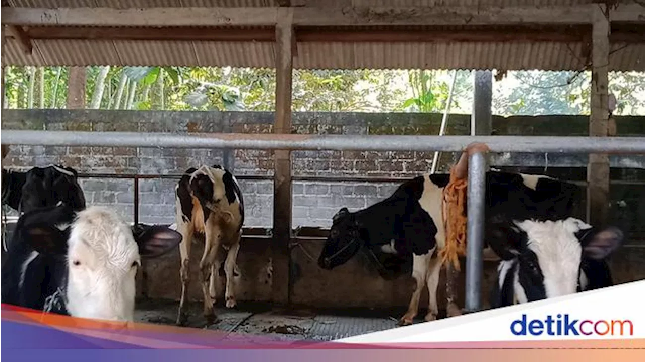 Permintaan Meningkat, Produksi Susu Dikebut BUMN