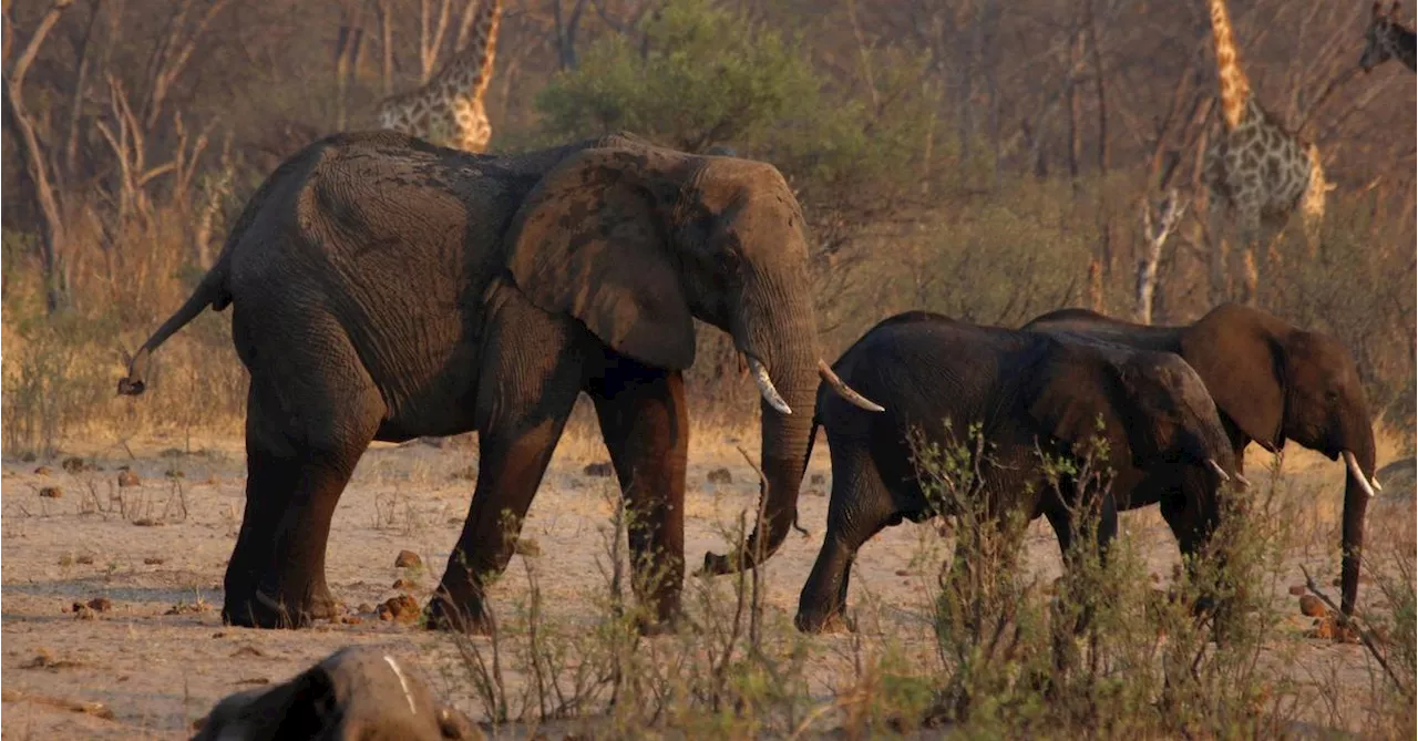 Simbabwe will wegen Dürre 200 Elefanten töten