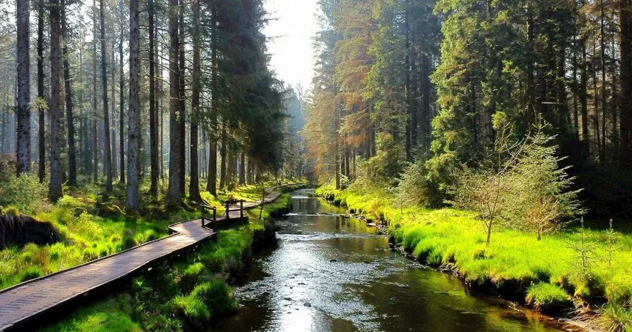 This UK Forest Looks Like Canada With Its Thousands of Pine Trees