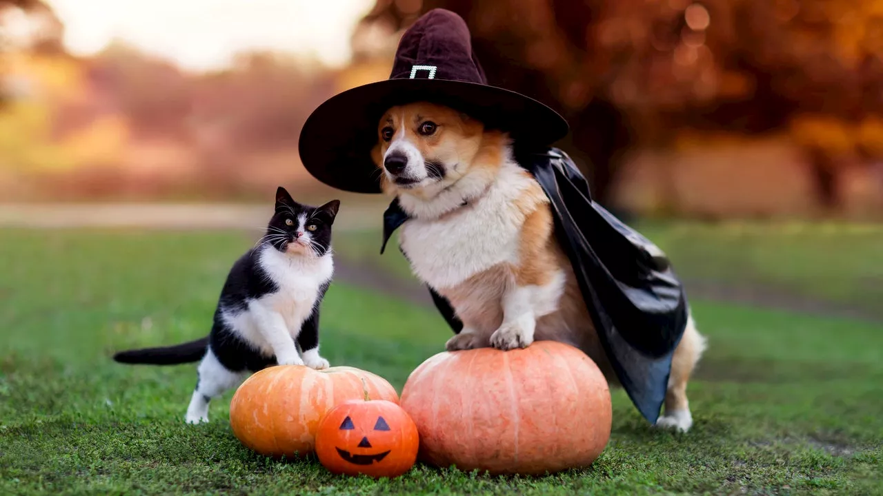 The Best Dog Halloween Costumes That Will Put a Spell on Everyone — Starting at $5