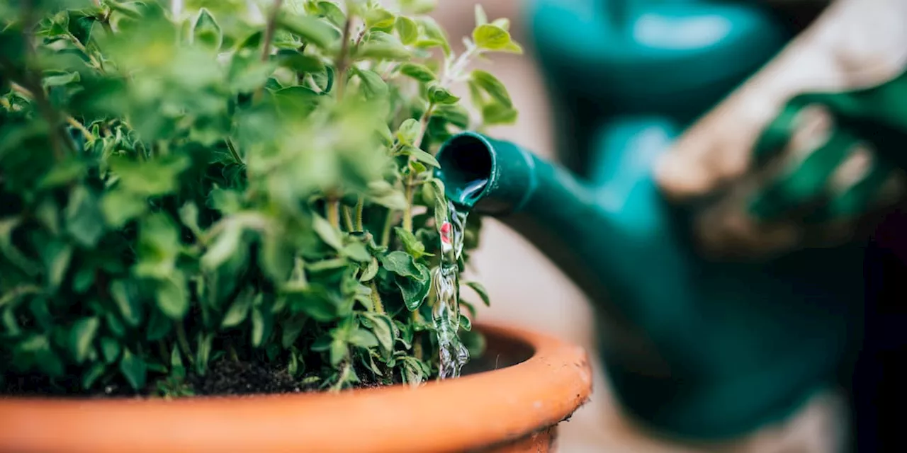 Winter kommt: Das sollten Sie jetzt in Ihrem Garten machen