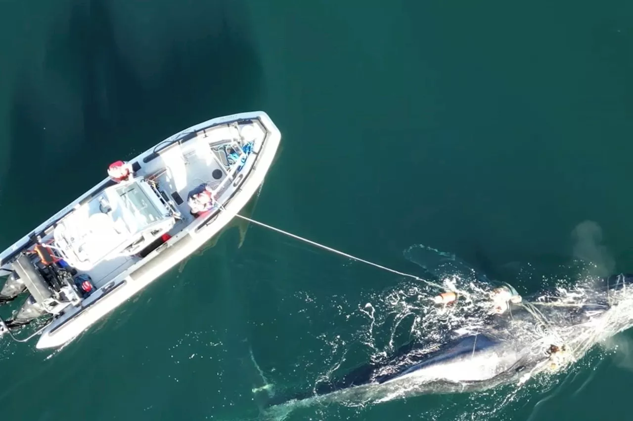 Humpback Whale Freed After Four-Day Rescue Operation Off British Columbia Coast