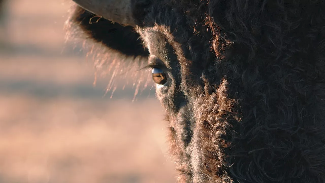 ‘Justice for the buffalo’: Inside filmmaker Tasha Hubbard’s quest to unearth history