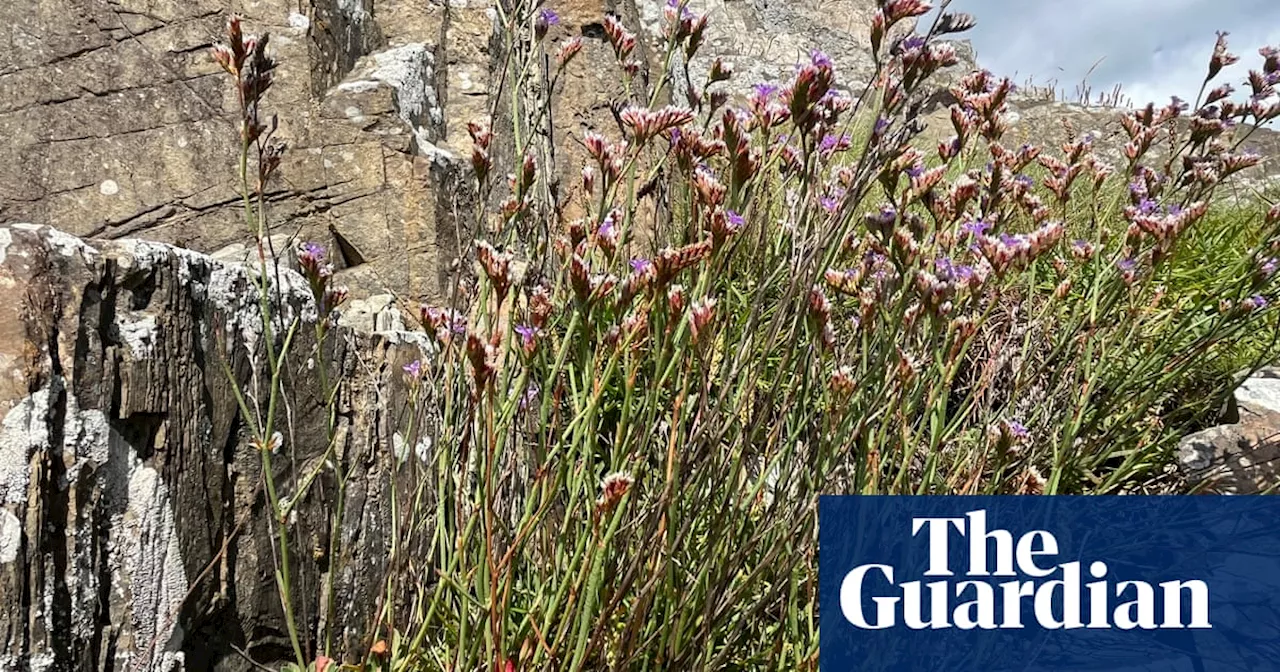 Country diary: Slipping down a cliff face, searching for a fading bloom