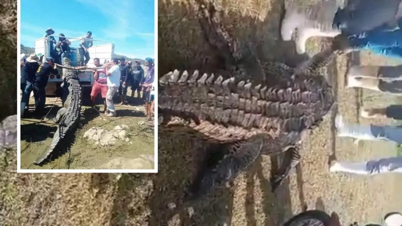 Chiapas: pescadores encuentran un enorme cocodrilo, como estaba muerto, lo van a convertir en cinturones