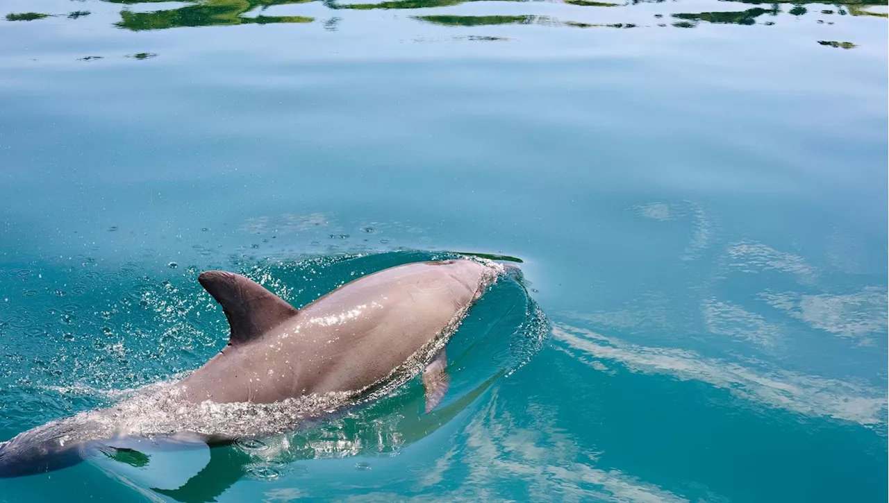 Delfini aggrediscono bagnanti in Giappone: causa il desiderio sessuale?