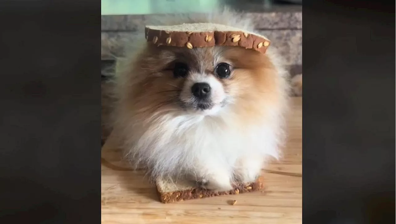 “Mangiano i nostri cani”: 9 video divertenti sulla bugia detta da Donald Trump in televisione