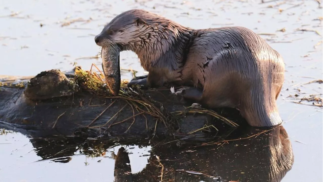 River otter attacks, drags young child underwater at Bremerton Marina