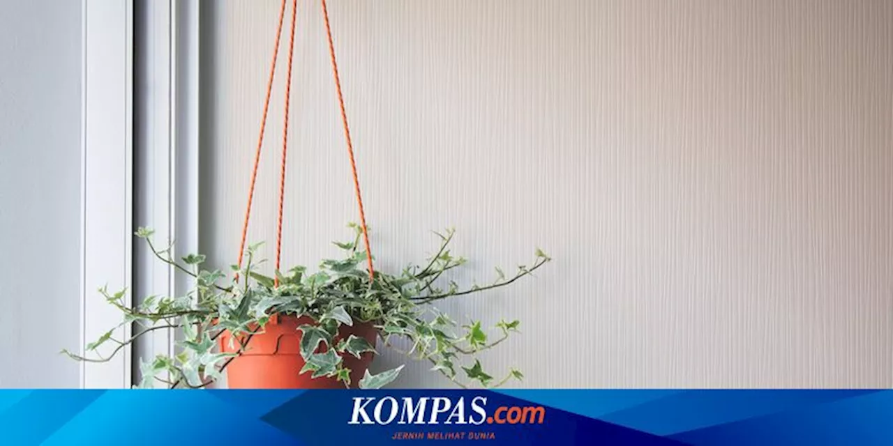 7 Tanaman Hias Gantung yang Cantik untuk Memperindah Ruangan