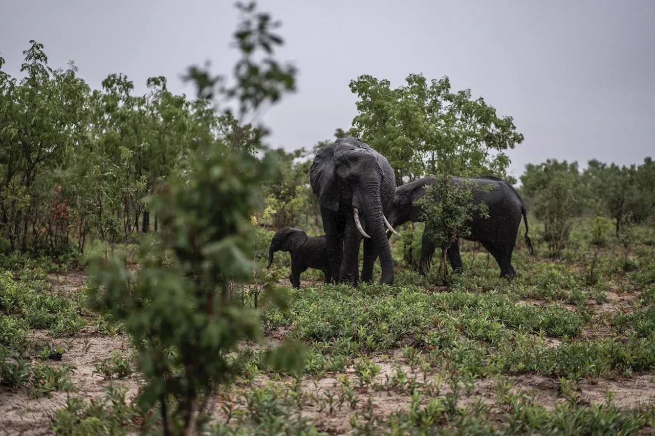 Frappé par la sécheresse, le Zimbabwe va à son tour abattre 200 éléphants