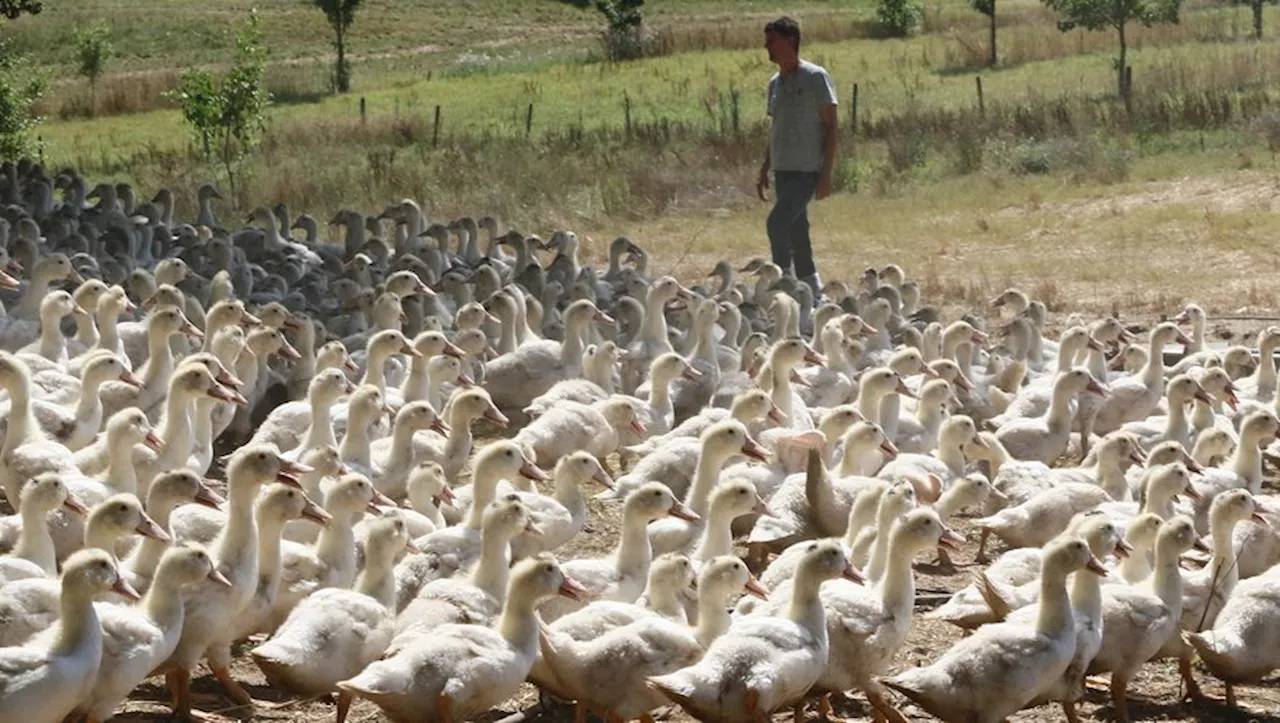 Journées du patrimoine : À la découverte de l'élevage et de la production du foie gras