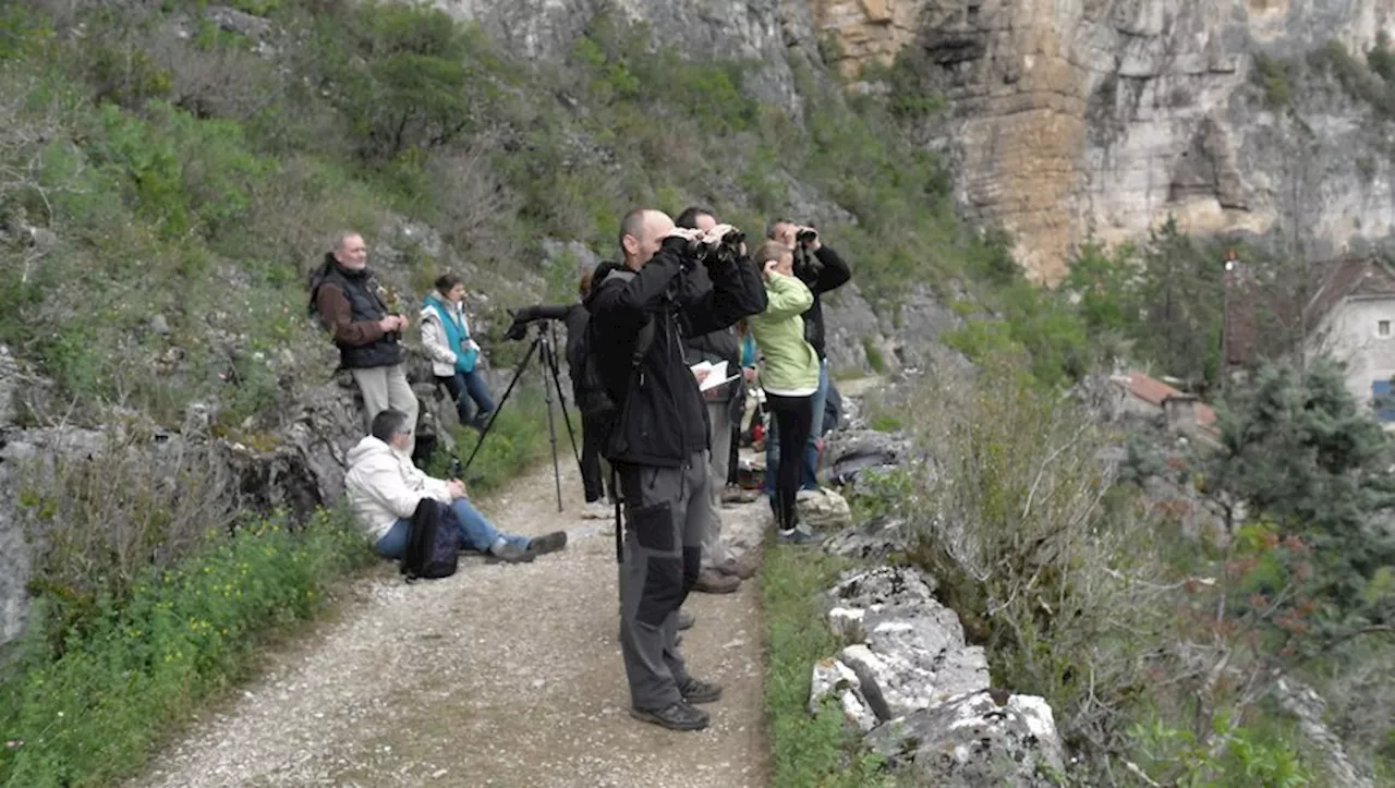 Reconnaître les oiseaux, ça s’apprend : la LPO du Lot ouvre une école d’ornithologie