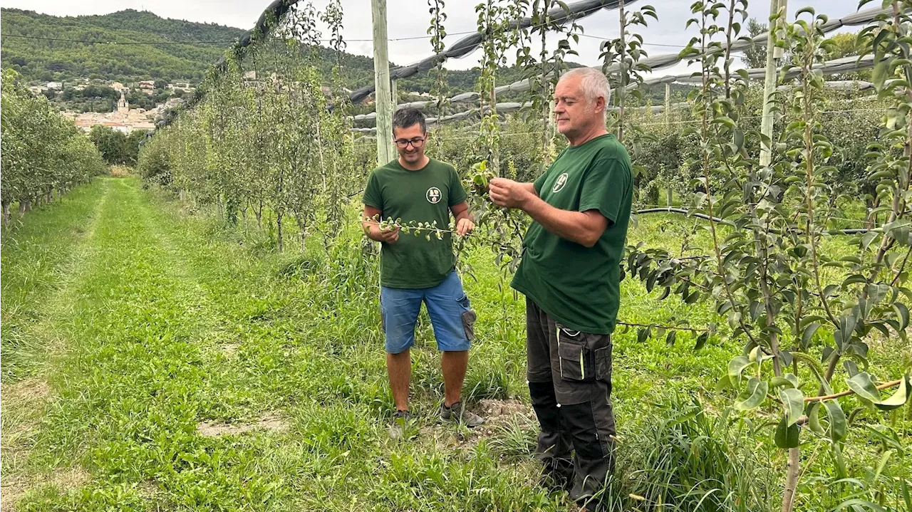 Récolte 2023 dans les Alpes-de-Haute-Provence : Une année « d'à peine correcte »