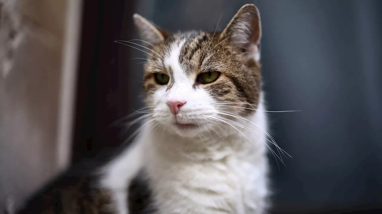 Famous Downing Street feline Larry the cat branded a 'little s**t' by Scottish secretary