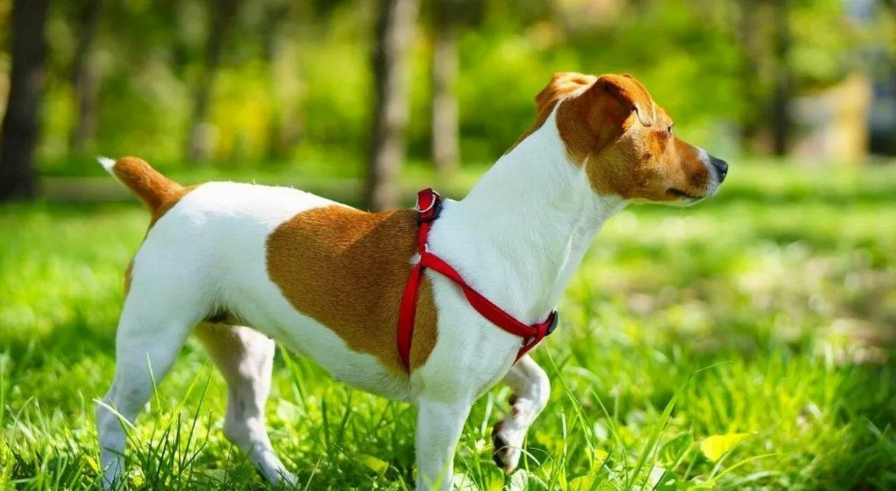 Cane Jack Russel salva anziano colto da malore