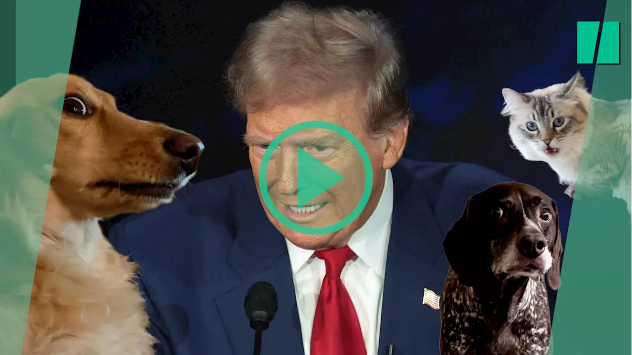 Présidentielle américaine : sur TikTok, la fake news de Donald Trump fait même peur aux animaux