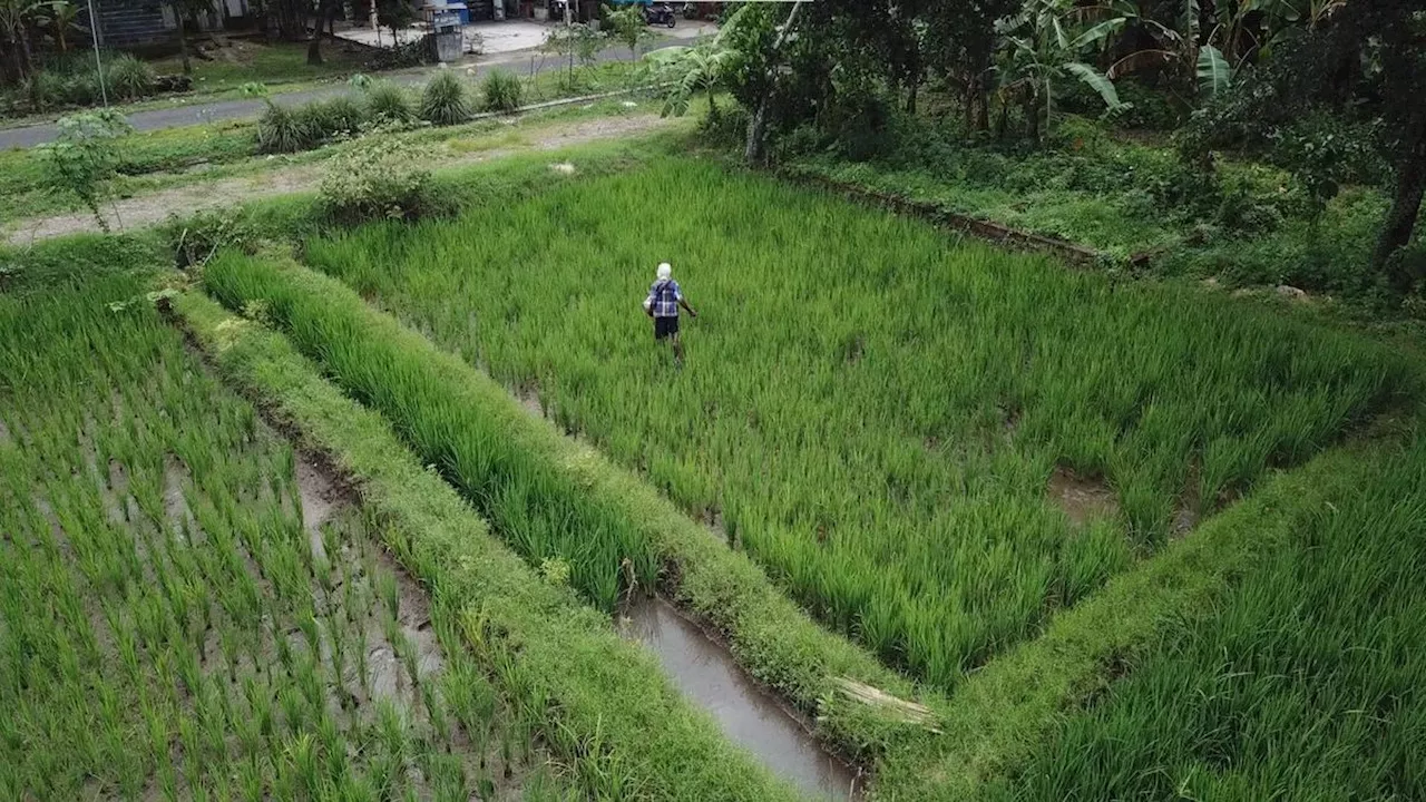 Ternyata Ini Alasan Proyek 1 Juta Hektare Sawah Dibangun di Merauke