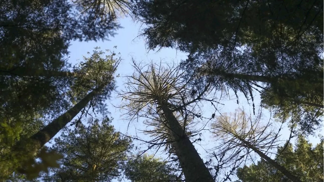 USDA warns of falling tree risk in Alabama's national forests due to pine beetle outbreak