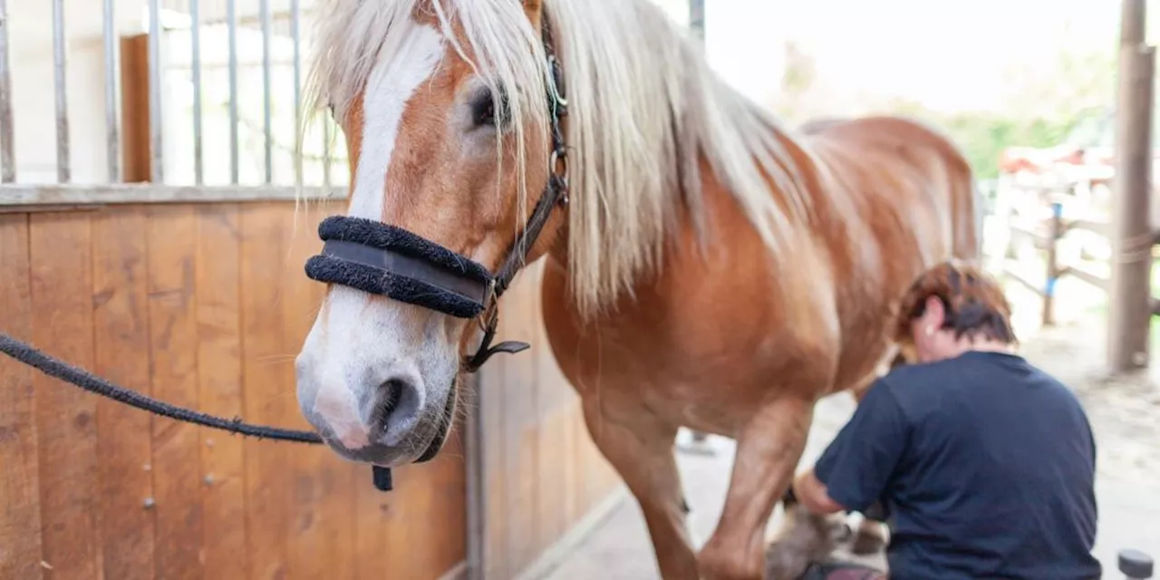 Hufpflege beim Pferd: In wenigen Schritten zum gesunden Pferdehuf