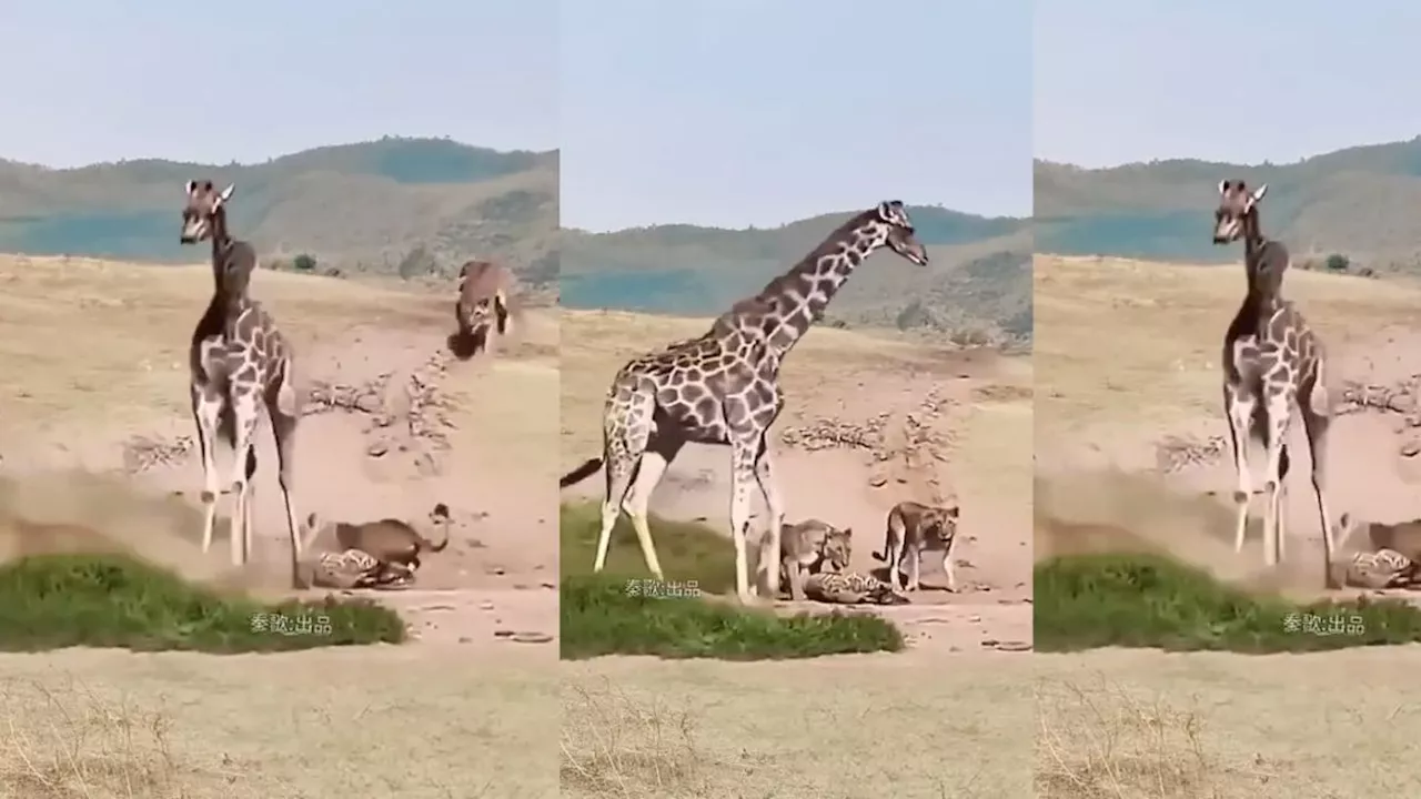 Wildlife Viral Video : शेरों की फौज को जिराफ़ ने एक लात से लगाई क्लास, आखिर में जान बचाकर भागने पर हुए मजबूर