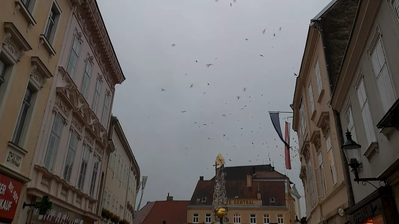 Tausende Schwalben suchen Schutz in Baden