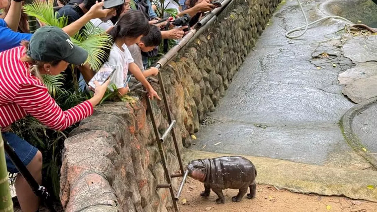 Viraal babynijlpaard lastiggevallen door bezoekers van Thaise dierentuin