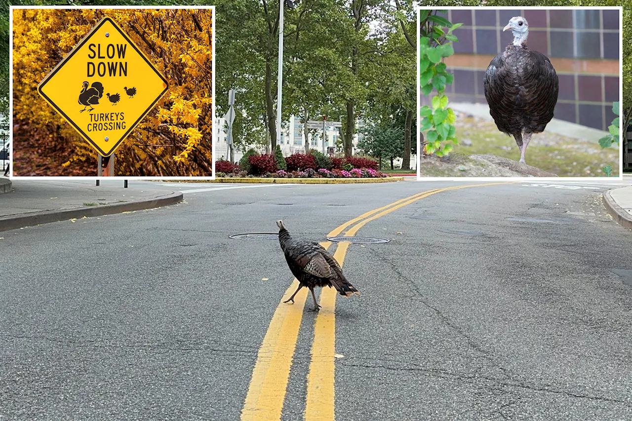 NYC neighborhood is the first with 'Turkey Crossing' signs as residents hope to protect rare wild bird Rosie