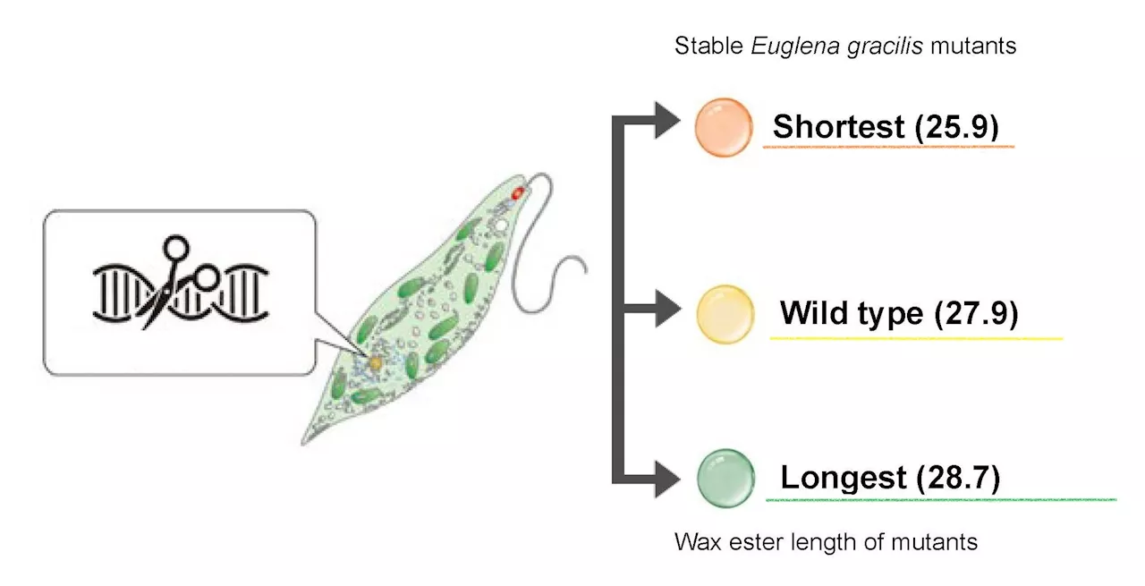 CRISPR/Cas9 modifies Euglena to create potential biofuel source