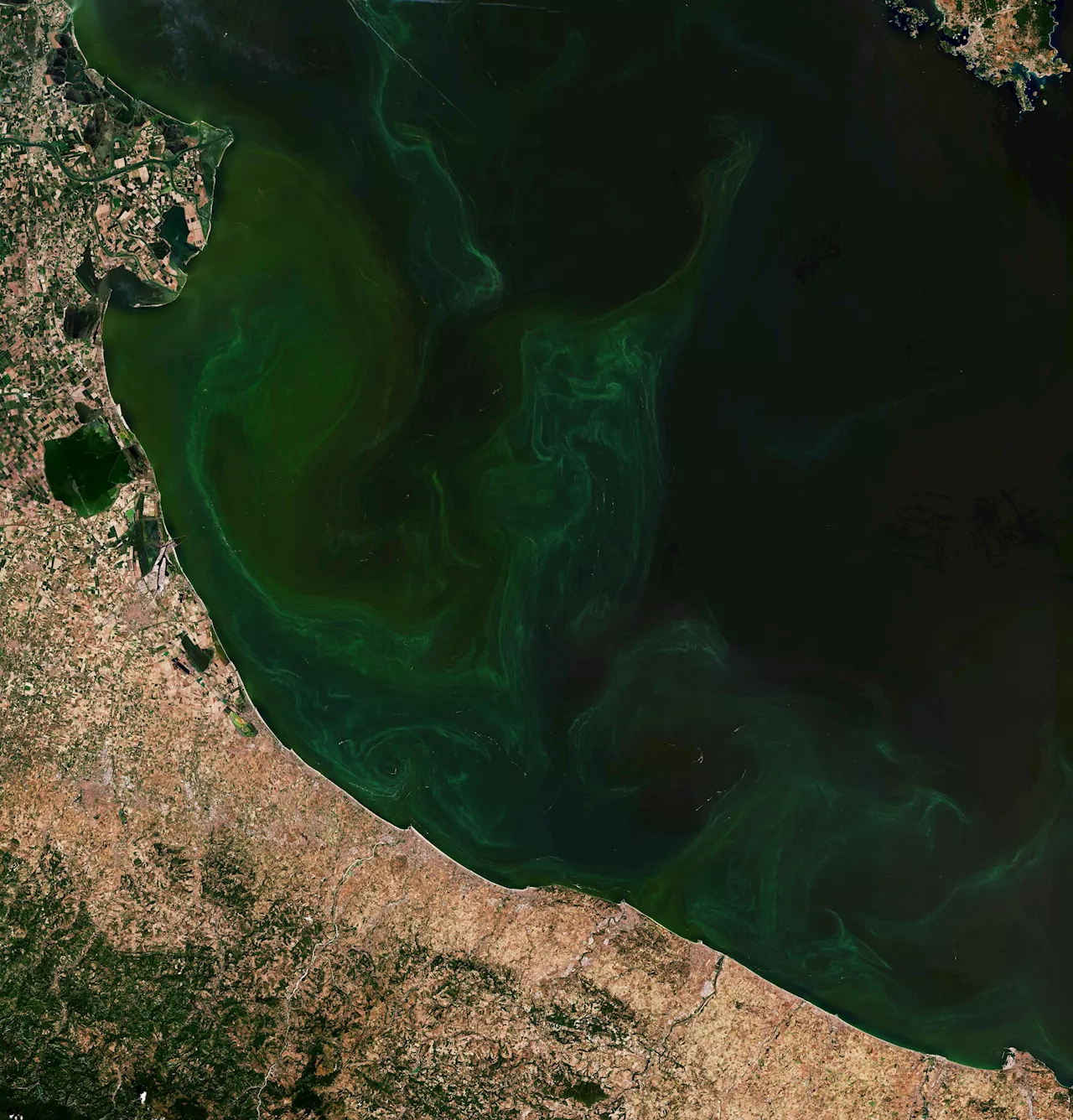 Earth from Space: Copernicus Sential-2 captures algal bloom in north Adriatic Sea