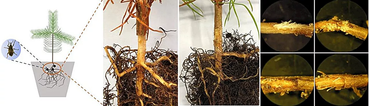 Study shows plant-derived secondary organic aerosols can act as mediators of plant-plant interactions