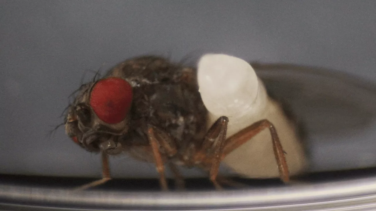 Gnarly wasp gruesomely rips apart fruit flies with its larvae