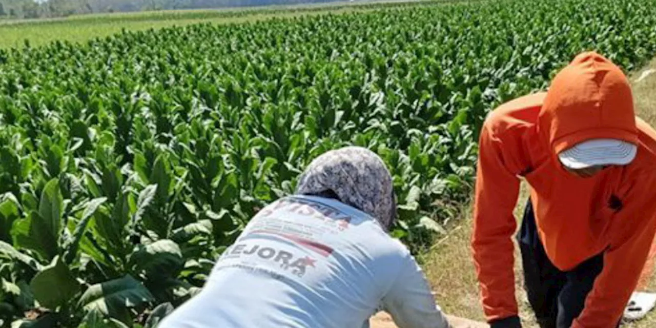 Tolak Wacana Kemasan Rokok Polos, Petani Tembakau Ramai-ramai Surati Wamentan