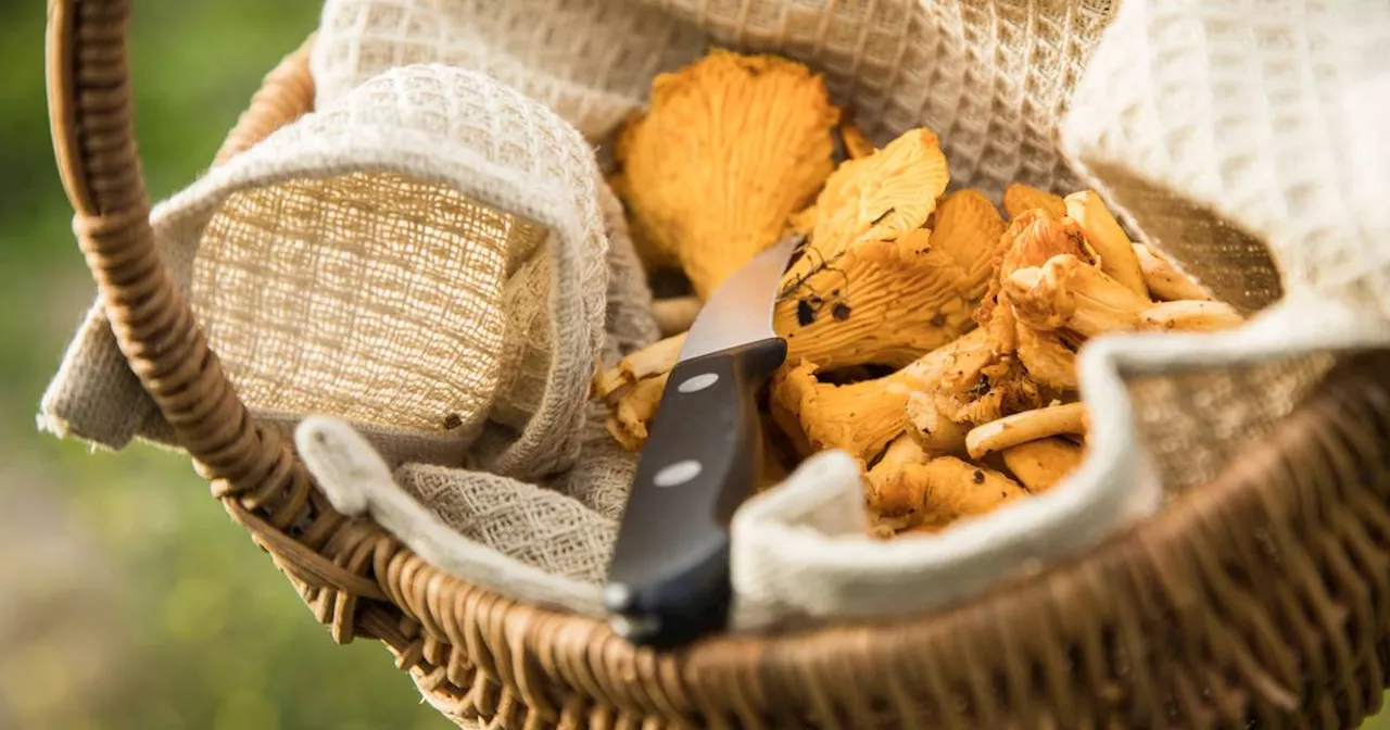 Pilze: Deutsche Pfifferlinge und Steinpilze nicht im Supermarkt