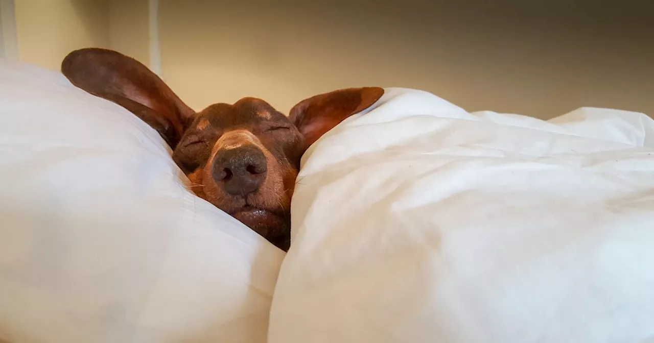 Doctor's stark warning why you should never share a bed with your dog