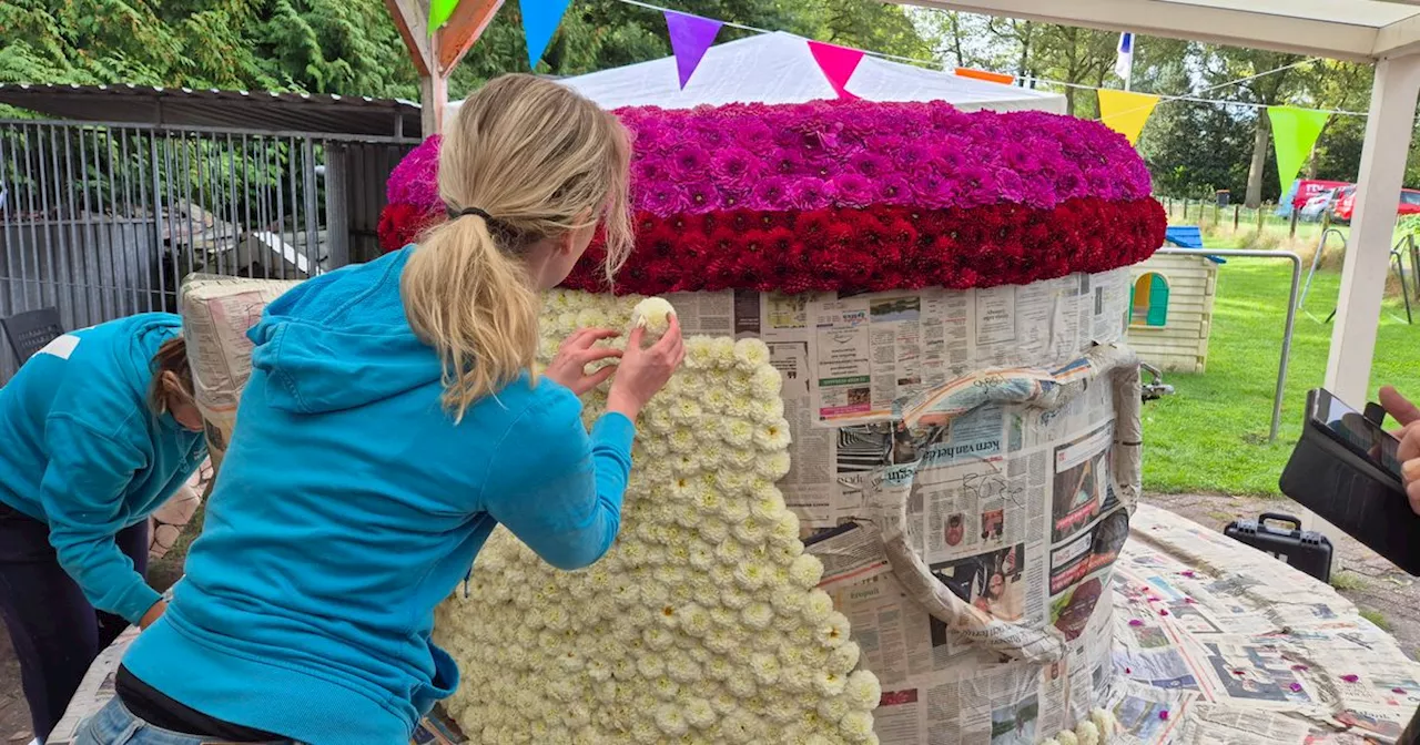 Bloemencrisis afgewend: genoeg dahlia's voor corso's in Elim en Hollandscheveld