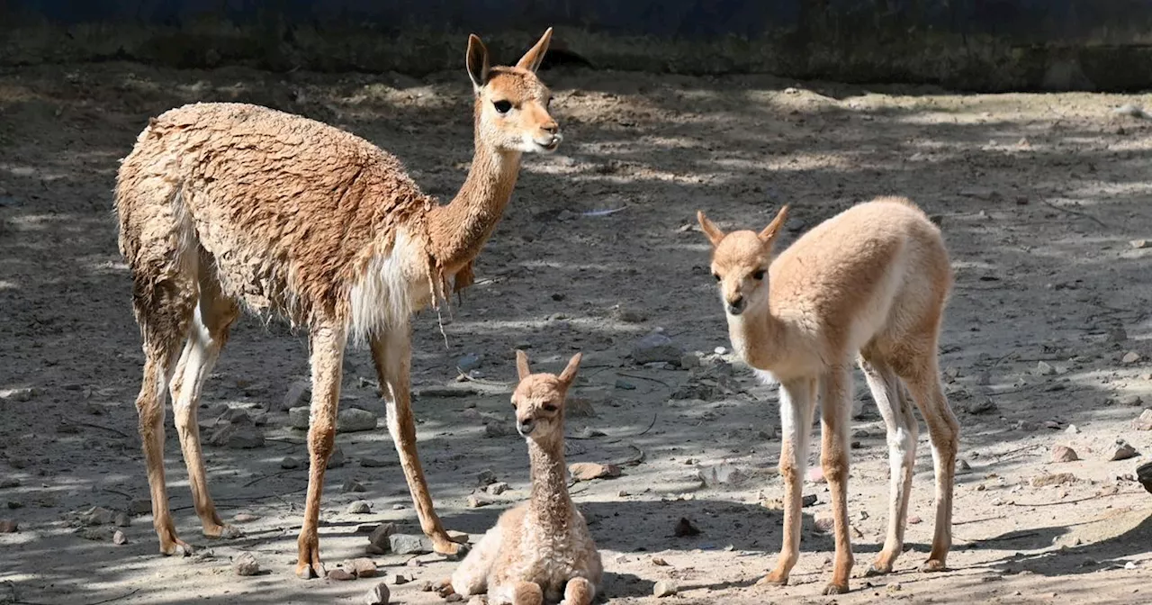 Wildlands verwelkomt twee nieuwe bewoners: vicuña en zebra geboren