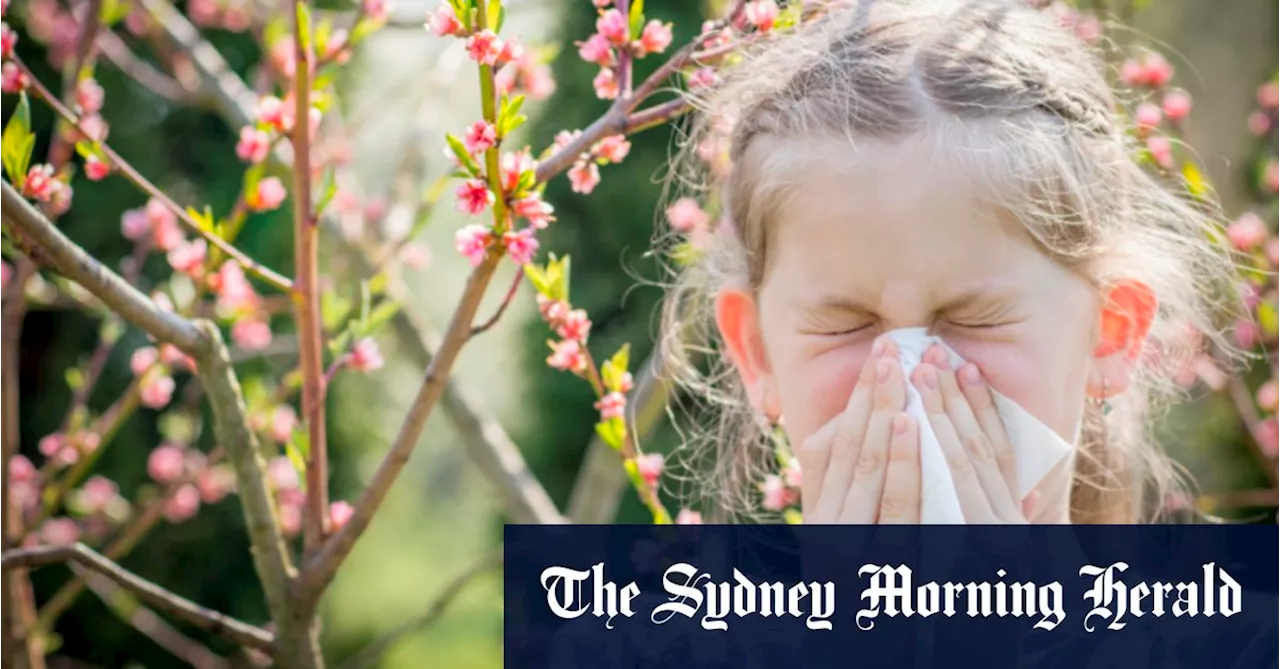 Nothing to sneeze at: why so many Australians suffer from hay fever