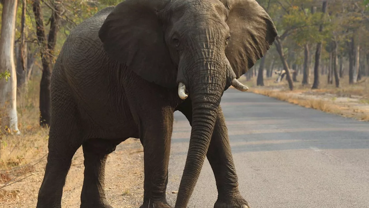 Simbabwe will 200 Elefanten töten