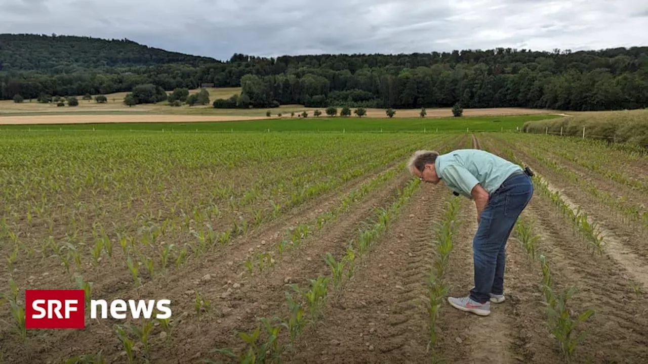 Im Möhliner Feld AG fand Hobby-Archäologe Brogli 100'000 Objekte