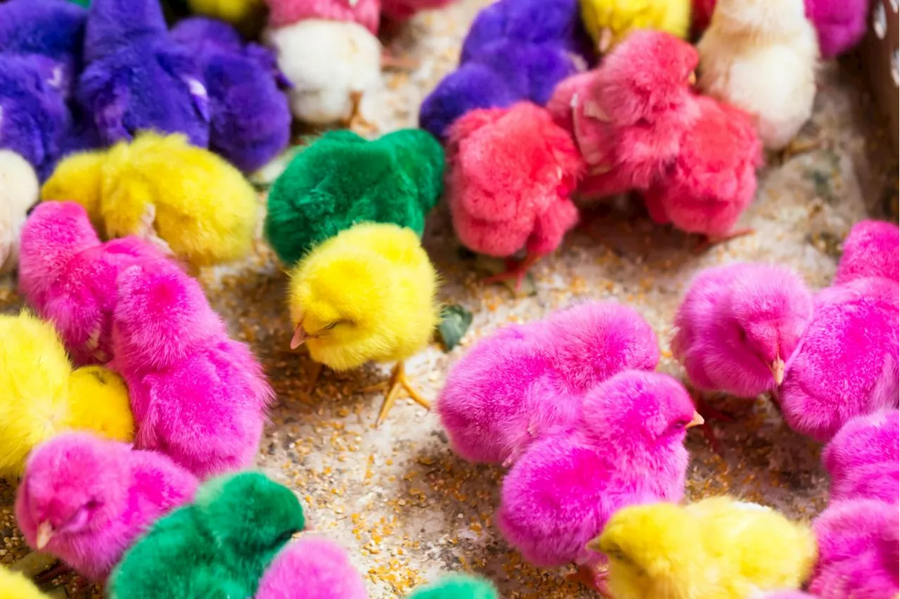 Colouring chicks not animal cruelty if safe methods are used