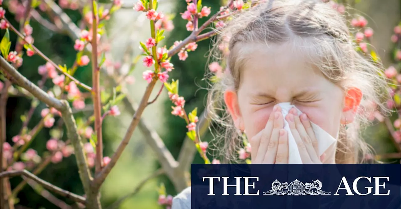 Nothing to sneeze at: why so many Australians suffer from hay fever