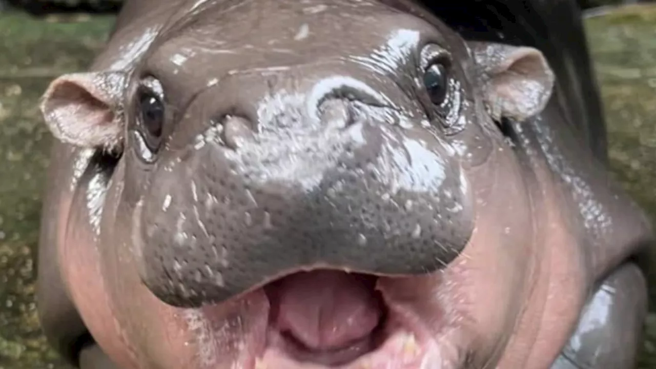 Who is Moo-Deng? Meet the baby pygmy hippo taking over the internet