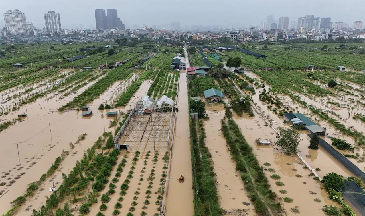 Vietnam farmers lose their blooms as floods claim crops