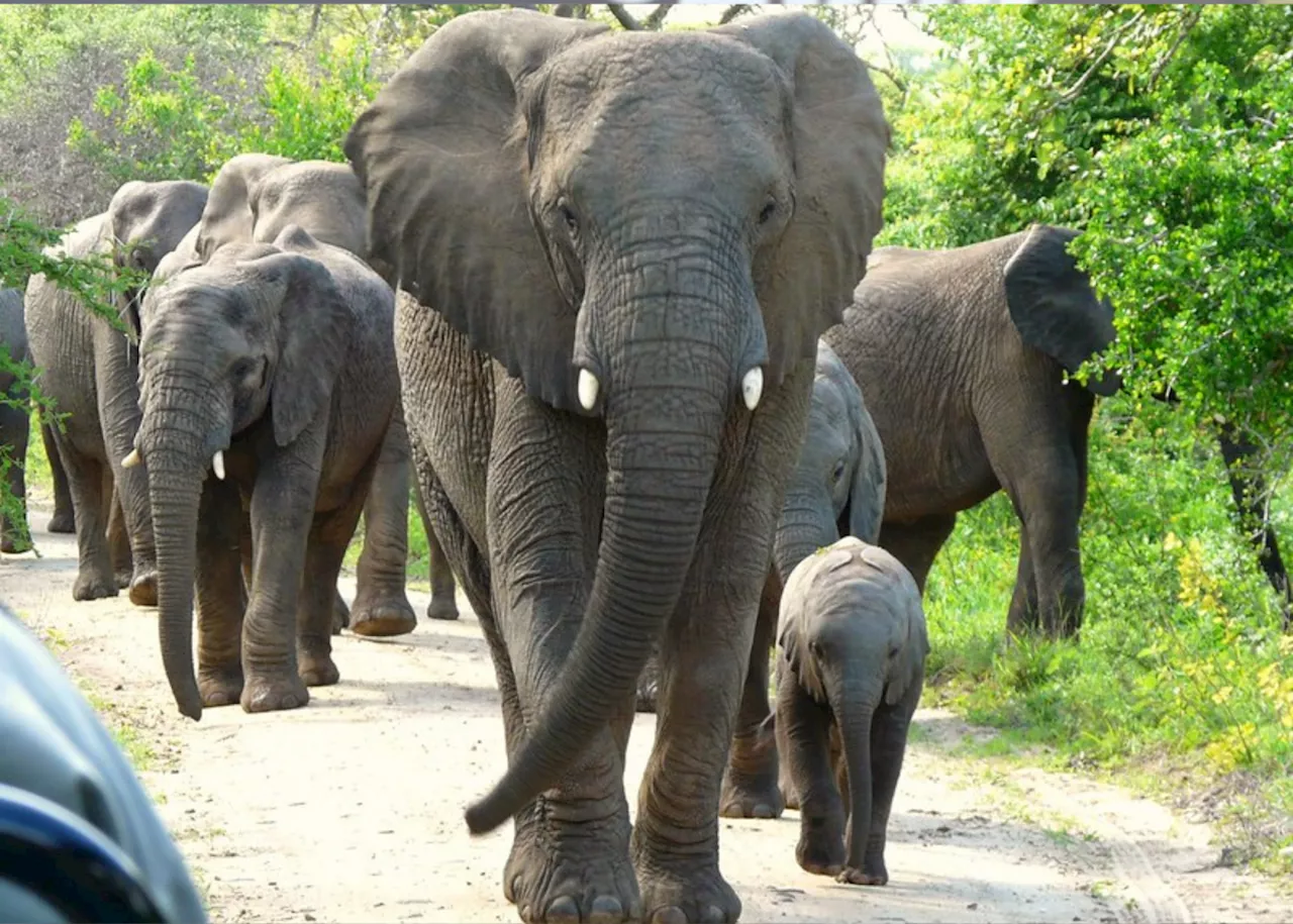 Limpopo village feasts on escaped Kruger National Park elephants?