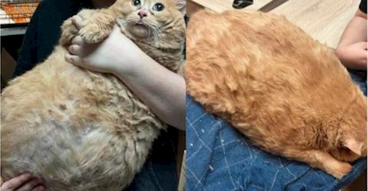 Animal shelter in Russia rescues 17kg obese cat