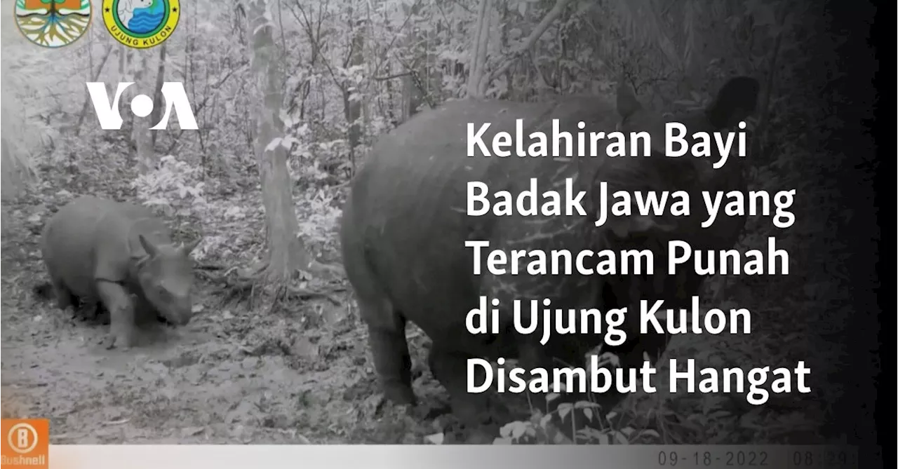 Kelahiran Bayi Badak Jawa yang Terancam Punah di Ujung Kulon Disambut Hangat