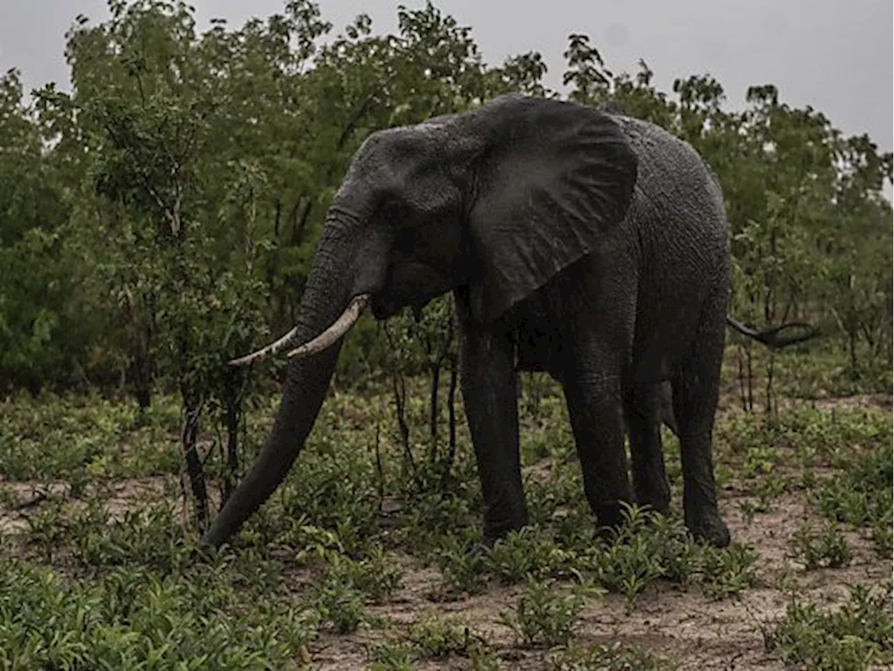 Simbabwe will wegen Dürre 200 Elefanten töten