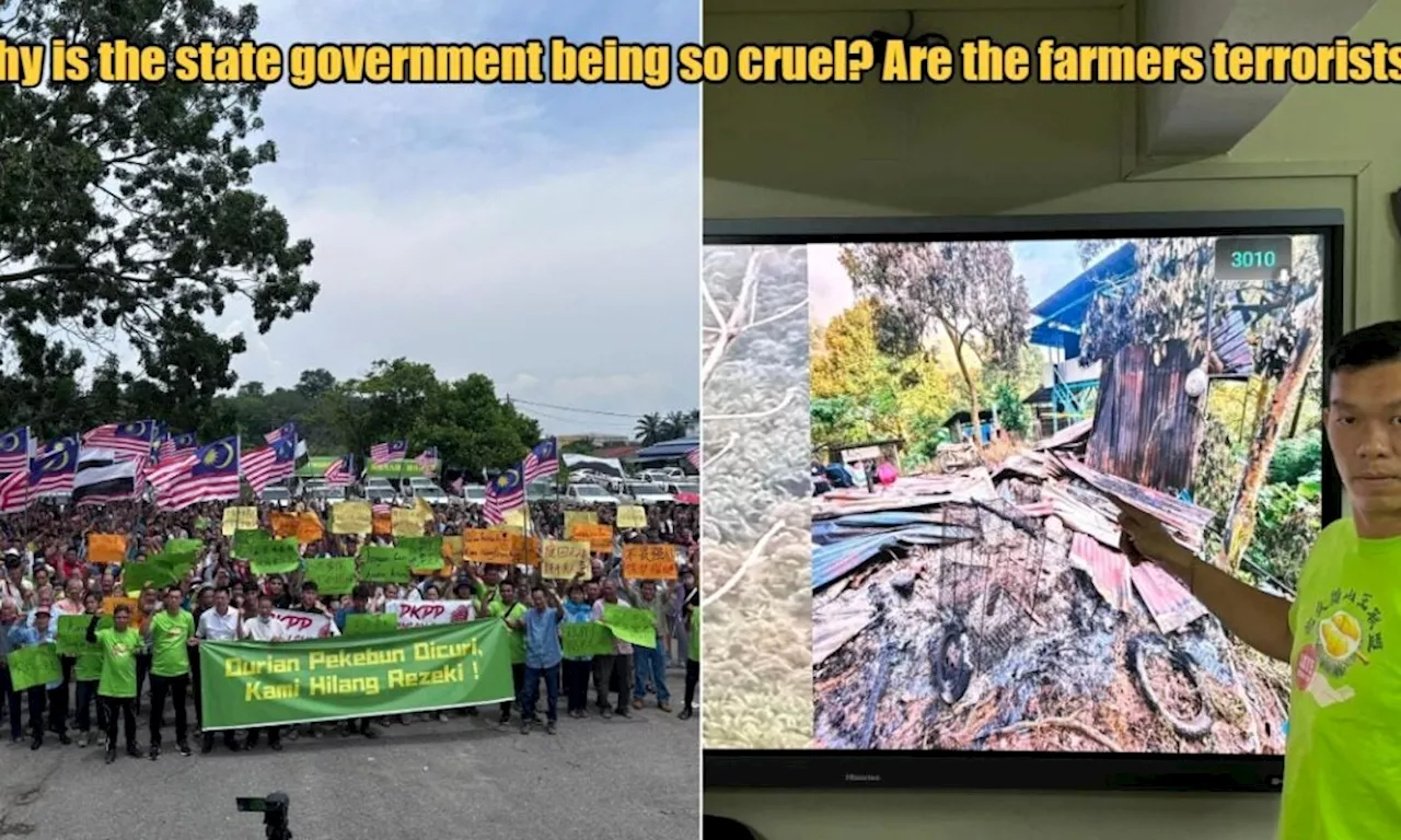 Raub Musang King Farmers Condemn Pahang Govt for Allegedly Burning Down Houses in Unlicensed Farm