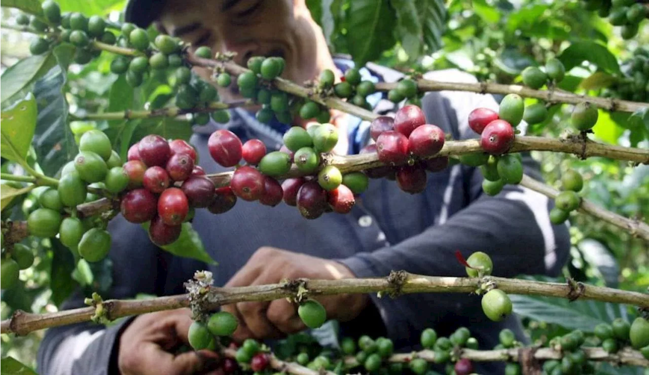 En Santa Marta se llevó a cabo el lanzamiento del Plan Cosecha Cafetera 2024- 2025