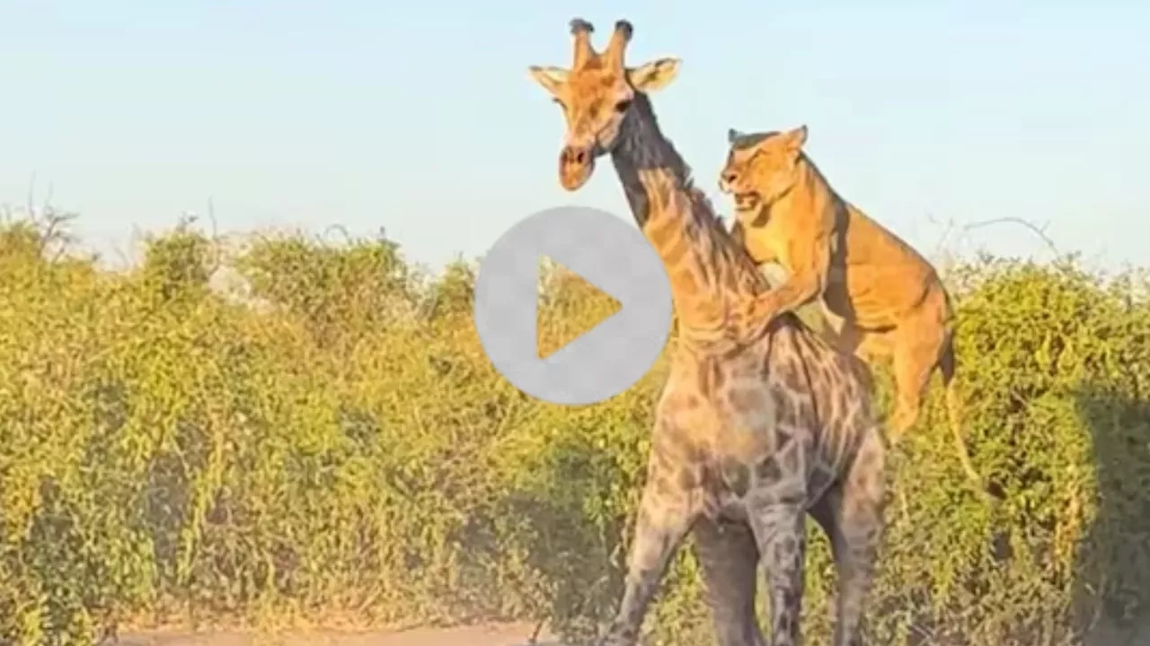 Lions vs Giraffe: ಸಿಂಹವೇ ಕಾಡಿನ ರಾಜ.. ಅಷ್ಟು ದೊಡ್ಡ ಜಿರಾಫೆಯನ್ನು ಹೇಗೆ ಬೇಟೆಯಾಡುತ್ತೆ ನೋಡಿ..!